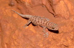 Gehyra macra