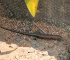 Eutropis macularia