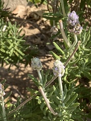 Lavandula dentata