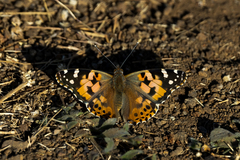 Vanessa cardui