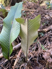 Pyrrosia lingua