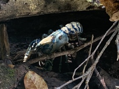 Euastacus sulcatus