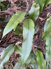 Pyrrosia lingua