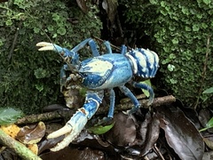 Euastacus sulcatus