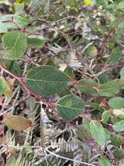 Gaultheria leucocarpa