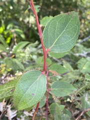 Gaultheria leucocarpa