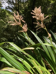 Helmholtzia glaberrima