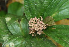 Melanthiaceae