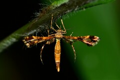 Xyroptila oenophanes
