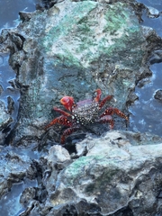 Goniopsis pulchra