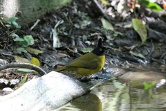 Rubigula flaviventris