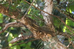 Tamiops mcclellandii