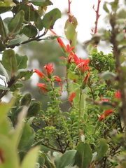 Castilleja fissifolia