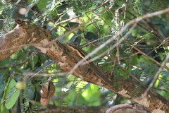 Tamiops mcclellandii