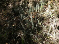 Artemisia austriaca