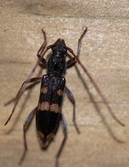 Phoracantha punctata