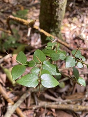 Damnacanthus indicus