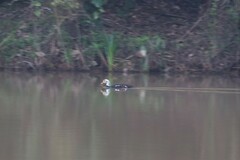 Asarcornis scutulata