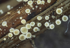 Lachnum nudipes