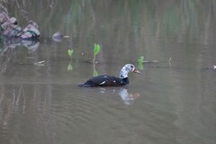 Asarcornis scutulata