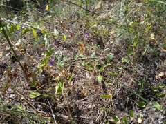 Delphinium consolida