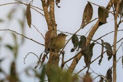 Phylloscopus armandii