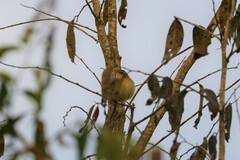 Phylloscopus armandii