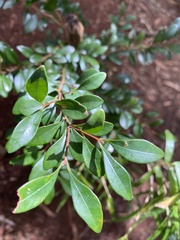 Syzygium elliptifolium