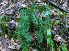 Polypodium interjectum