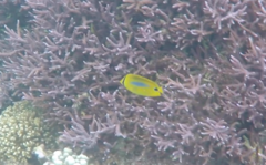 Chaetodon plebeius