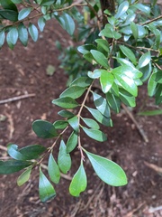 Syzygium elliptifolium