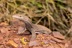 Varanus tristis