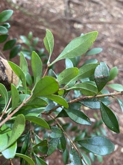 Syzygium elliptifolium