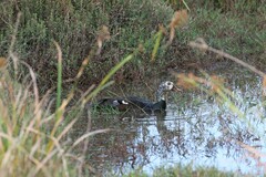 Asarcornis scutulata