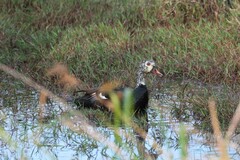 Asarcornis scutulata