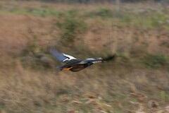 Asarcornis scutulata