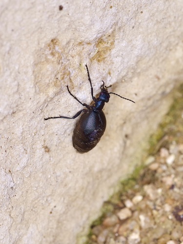Buttercup Oil Beetle photo 5