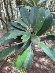 Rhododendron formosanum
