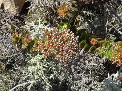 Crassula undulata