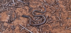 Delma australis