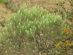 Linochilus rosmarinifolius