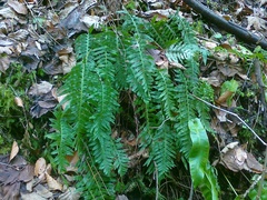 Polypodium interjectum