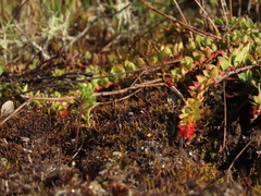 Disterigma humboldtii