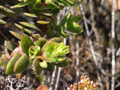 Crassula undulata