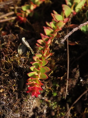 Disterigma humboldtii