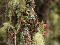Fernandezia sanguinea