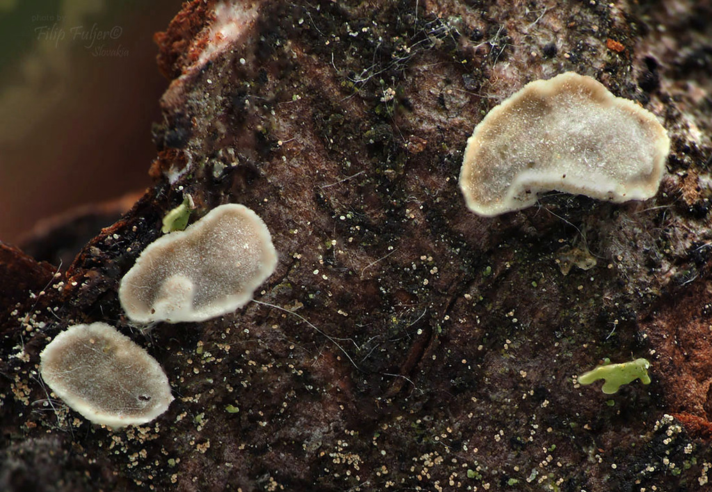 Aleurocystidiellum
