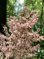 Helmholtzia glaberrima