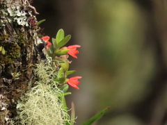 Fernandezia sanguinea