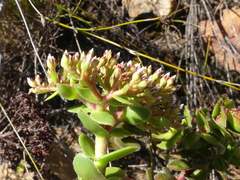 Crassula undulata